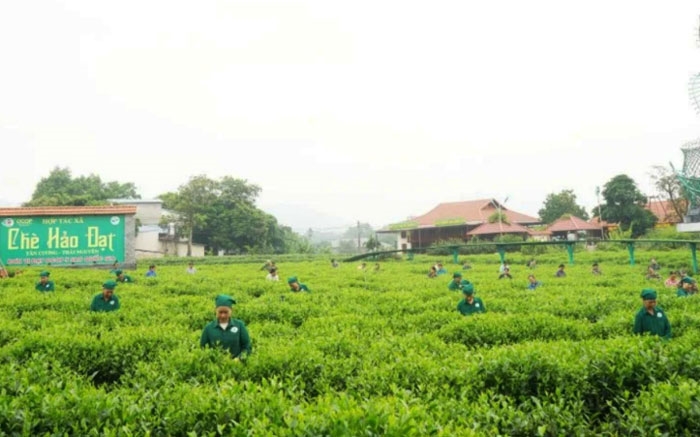 Xây dựng sản phẩm OCOP: Kinh nghiệm từ ngành chè tỉnh Thái Nguyên