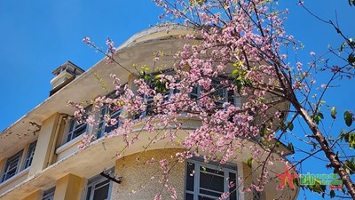 Gallery - 	Mai anh đào Đà Lạt