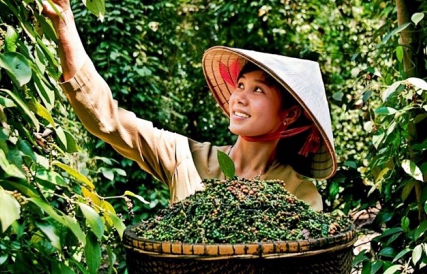 Giá hồ tiêu tăng trở lại