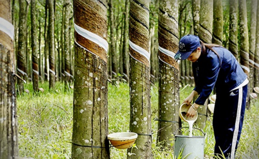 Tháng 3, xuất khẩu cao su Việt Nam tăng trưởng mạnh