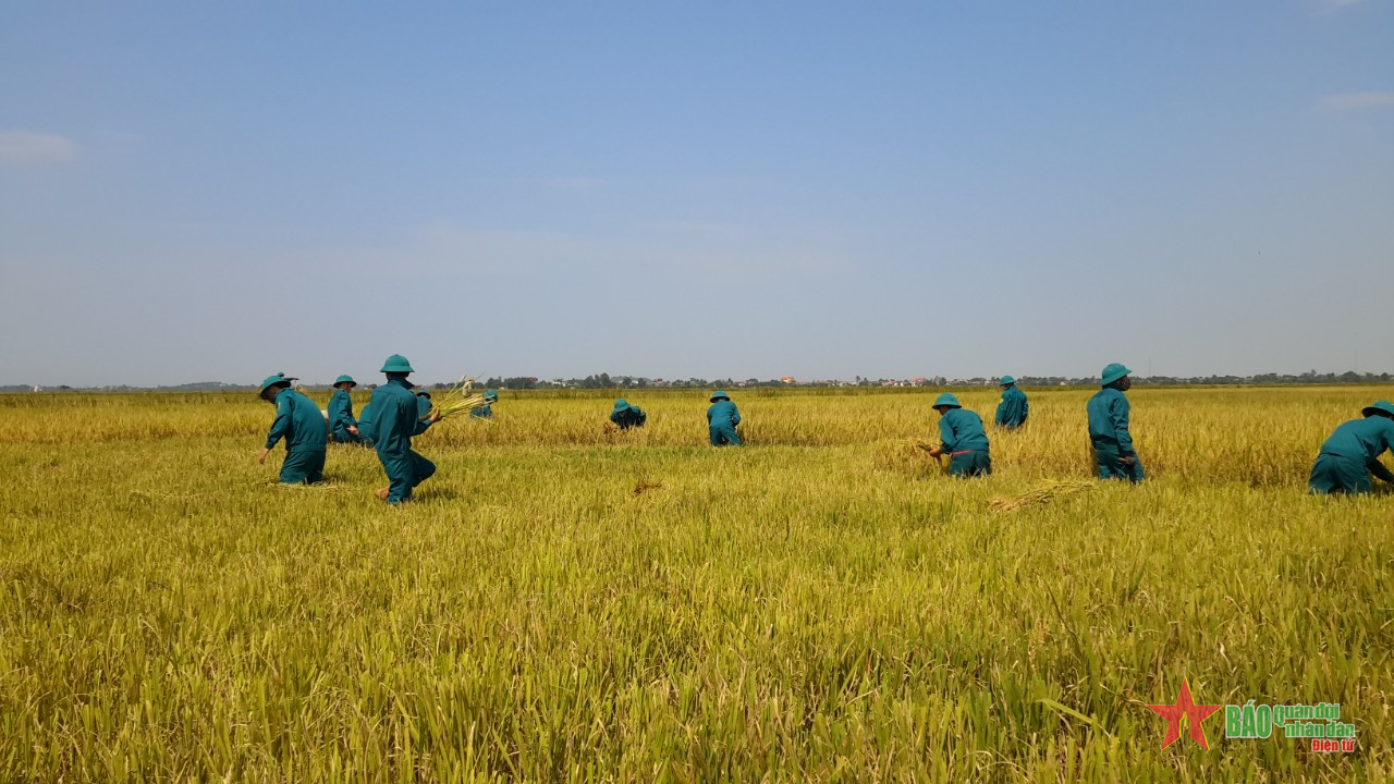 Huyện Lệ Thủy (tỉnh Quảng Bình): Bộ đội, dân quân giúp dân thu hoạch lúa