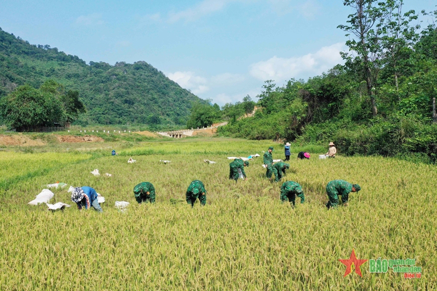 Đồn Biên phòng Hướng Lập giúp đồng bào Vân Kiều thu hoạch lúa