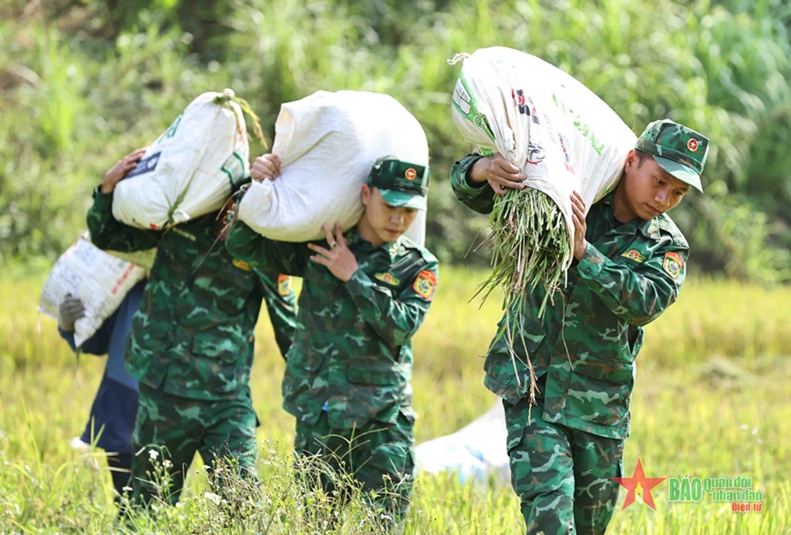Đồn Biên phòng Hướng Lập giúp đồng bào Vân Kiều thu hoạch lúa