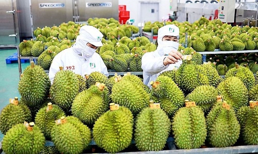 Sầu riêng Việt Nam xuất khẩu sang Trung Quốc tăng mạnh