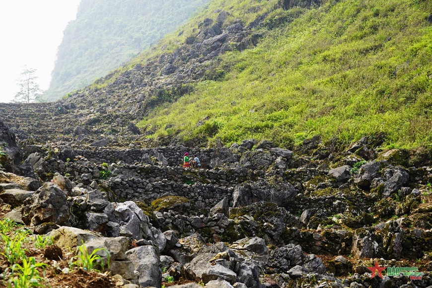 Mùa ngô xanh trên cao nguyên đá xám