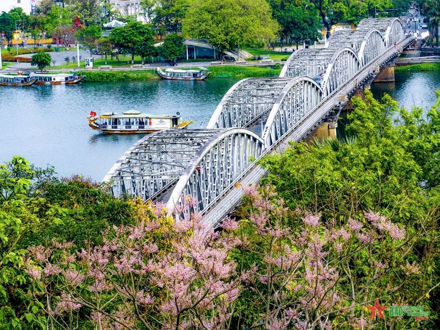 Rực rỡ sắc hoa ngô đồng xứ Huế