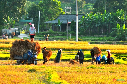 Hà Tĩnh: Nông dân huyện Hương Sơn thắng lớn vụ lúa xuân