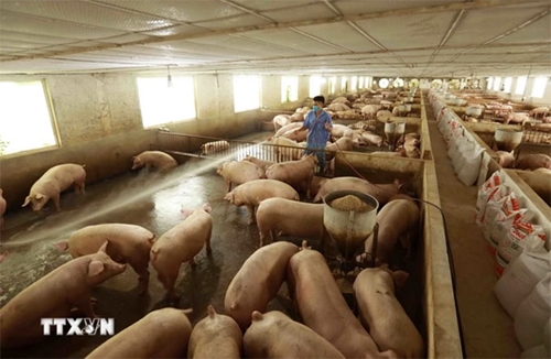 Giá lợn hơi hôm nay (13-5): Tăng nhẹ

​