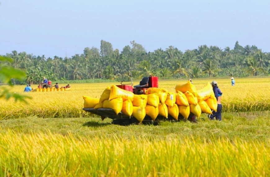 Cá nhân không trực tiếp sản xuất nông nghiệp vẫn được nhận chuyển nhượng đất trồng lúa