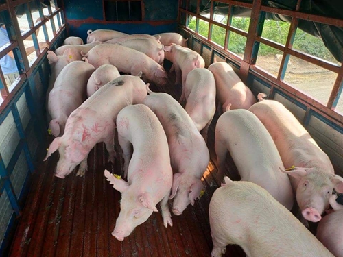 Giá lợn hơi hôm nay (16-5): Tăng nhẹ, cao nhất 67.000 đồng/kg