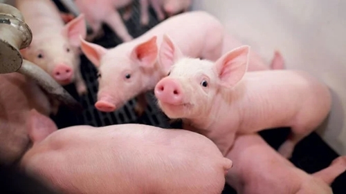 Giá lợn hơi hôm nay (17-5): Giá lợn hơi tăng cao nhất 2.000 đồng/kg