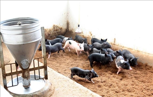 Giá lợn hơi hôm nay (18-5): Tiếp tục đà tăng