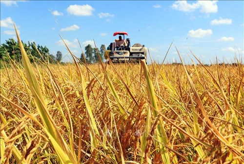 Giá lúa gạo hôm nay (18-5): Tăng giảm trái chiều