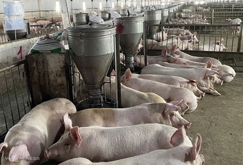 Giá lợn hơi hôm nay (19-5): Giao dịch lợn hơi trong tuần tăng cao 