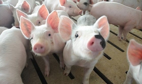 Giá lợn hơi hôm nay (23-5): Tăng nhẹ