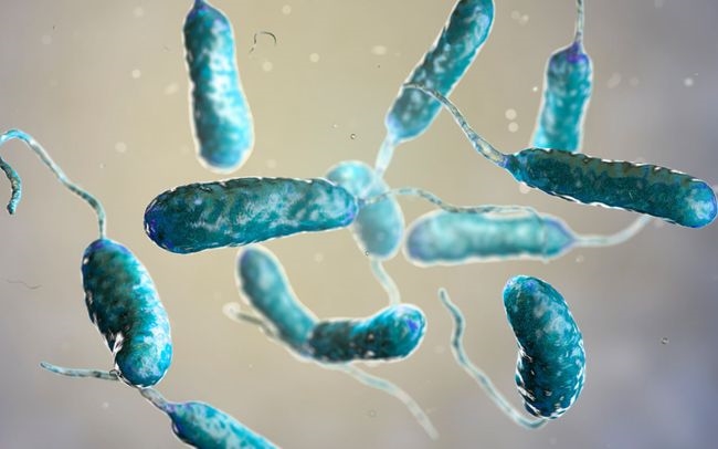 Hàn Quốc báo cáo ca tử vong đầu tiên do vi khuẩn “ăn thịt người” trong năm 2024