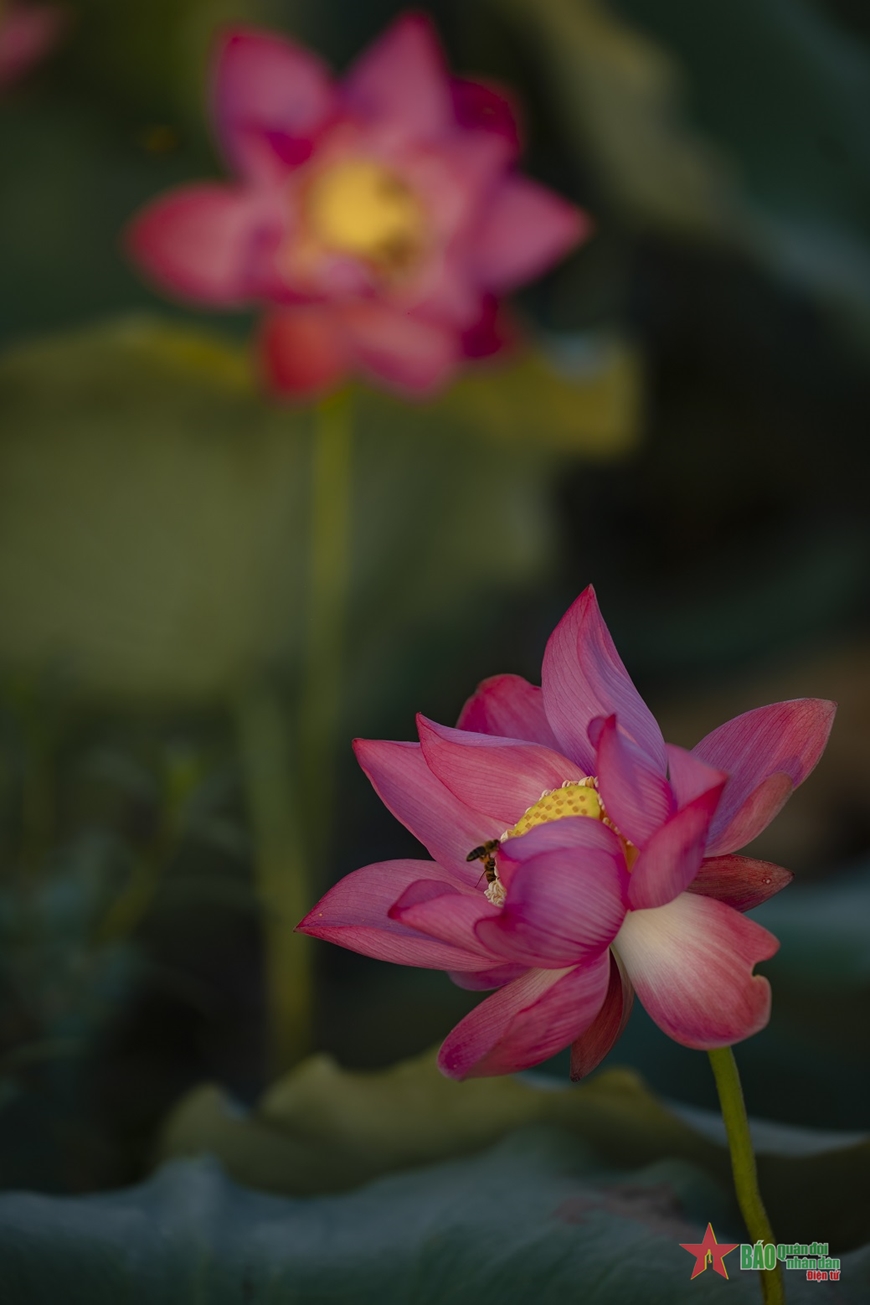 Đắm mình trong hương sen Huế