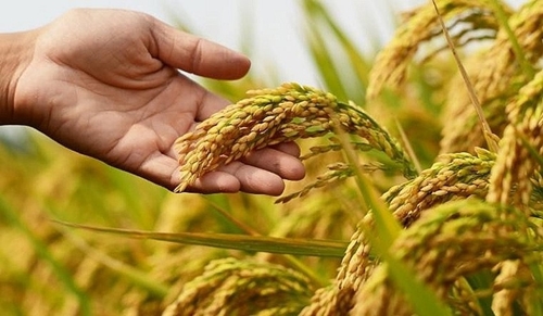 Giá lúa gạo hôm nay (1-6): Gạo xuất khẩu tiếp tục giảm
