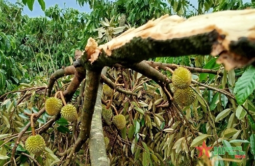 Nhiều diện tích cây ăn trái tại Lâm Đồng bị thiệt hại nặng do mưa lớn