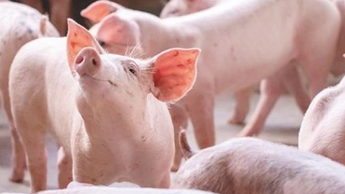 Giá lợn hơi hôm nay (16-6): Cao nhất 71.000 đồng/kg
