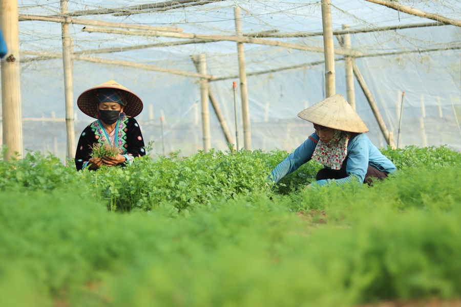 Ống kính bạn đọc: Sản xuất rau an toàn giữa lòng phố núi