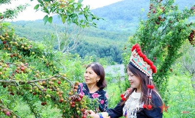 Gallery - 	Hái mận máu trên cao nguyên Y Tý