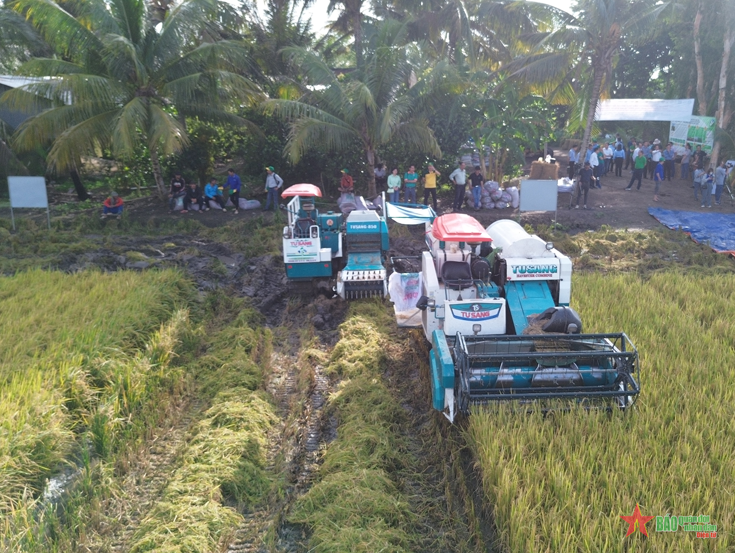 Cần Thơ: Hiệu quả mô hình thí điểm Đề án 1 triệu hecta lúa chất lượng cao phát thải thấp