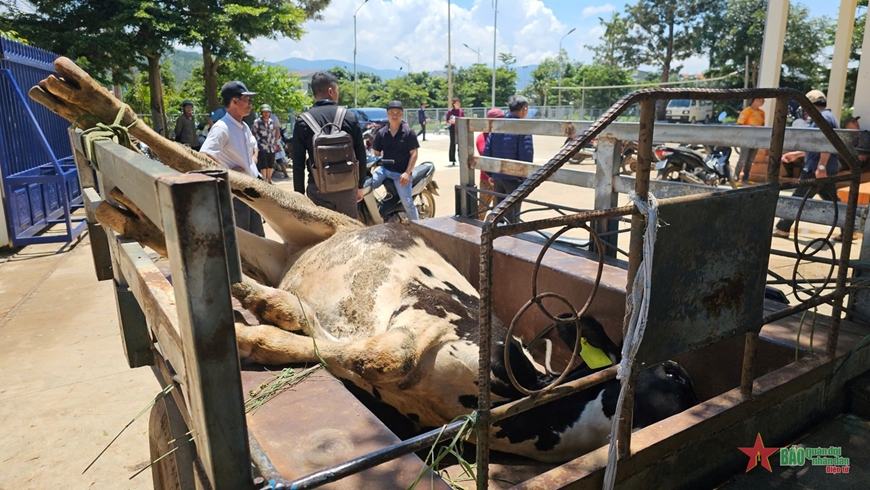 Lâm Đồng khẩn trương ứng phó với dịch bệnh tiêu chảy trên đàn bò sữa
