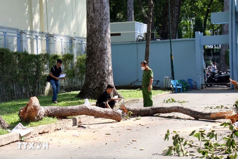 Vụ nhánh cây lớn bất ngờ gãy: Khẩn trương hỗ trợ các nạn nhân