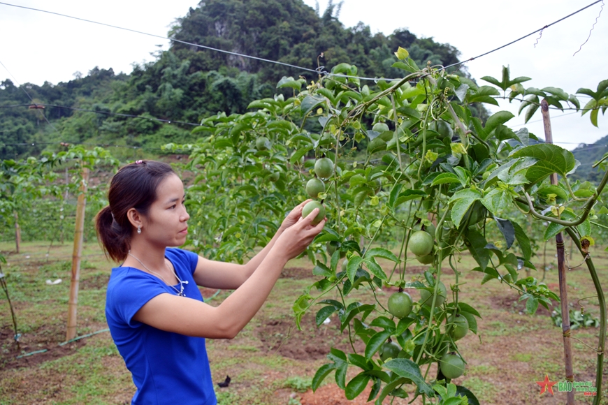 “Rộng đường” xuất khẩu chanh leo Việt Nam sang Mỹ