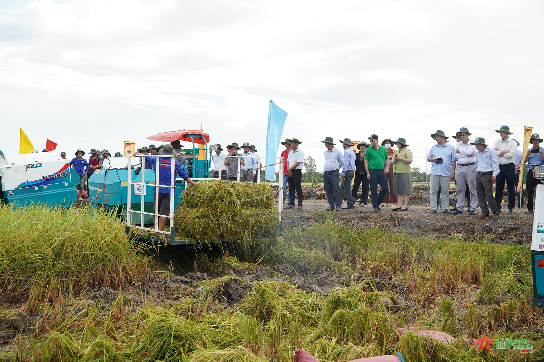 Hội nghị sơ kết 7 mô hình thí điểm Đề án 1 triệu ha lúa chất lượng cao 