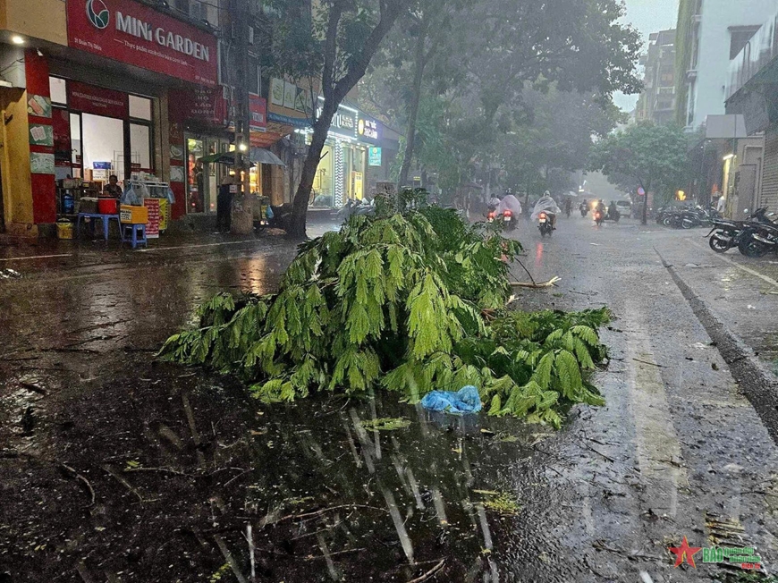 Ảnh hưởng của bão số 3, gió lớn khiến nhiều cây đổ tại Hà Nội