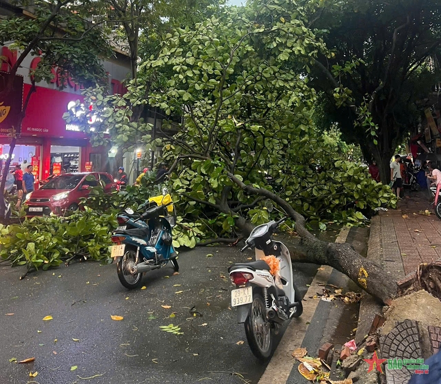 Ảnh hưởng của bão số 3, gió lớn khiến nhiều cây đổ tại Hà Nội