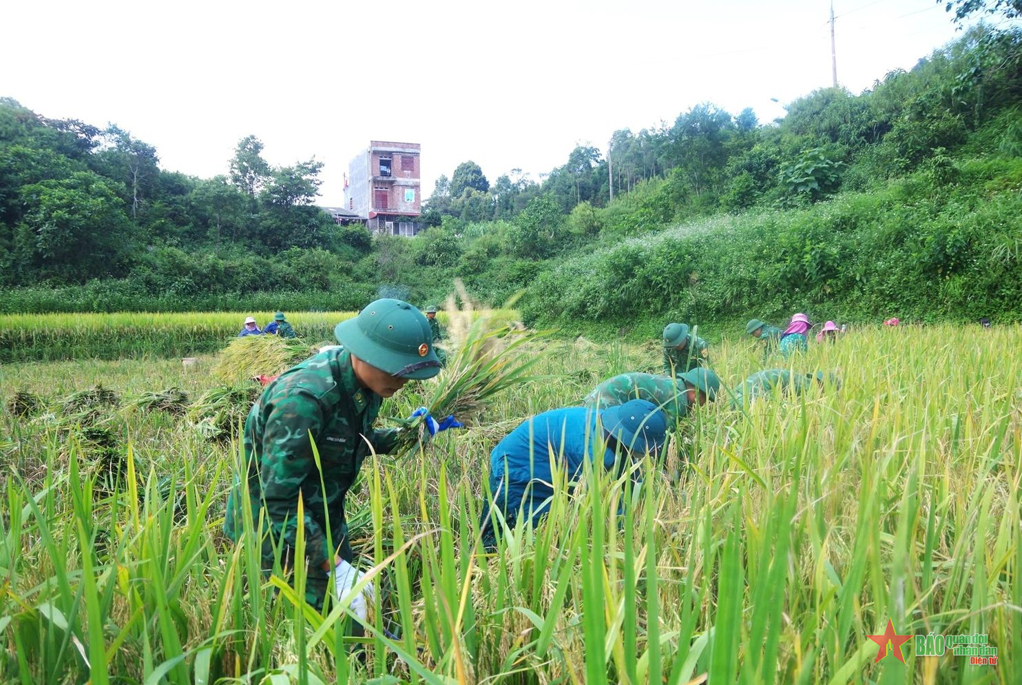 Đồn Biên phòng Sơn Vĩ hỗ trợ nhân dân gặt lúa, trao quà tặng học sinh