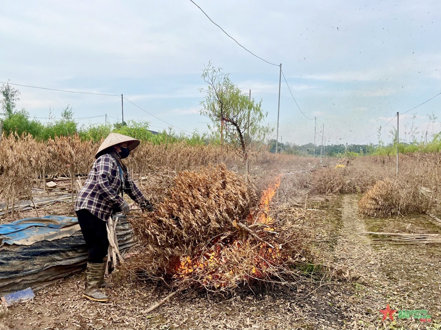 Vườn đào Nhật Tân bị “xóa sổ” sau mưa lũ