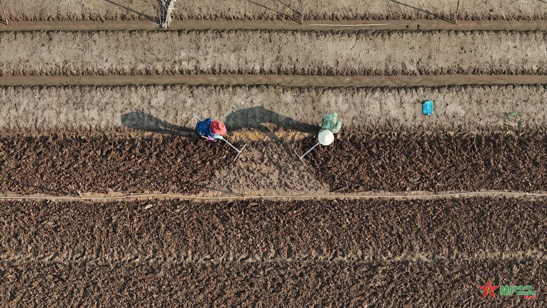 Vựa rau khu vực Mê Linh thiệt hại lớn sau bão số 3