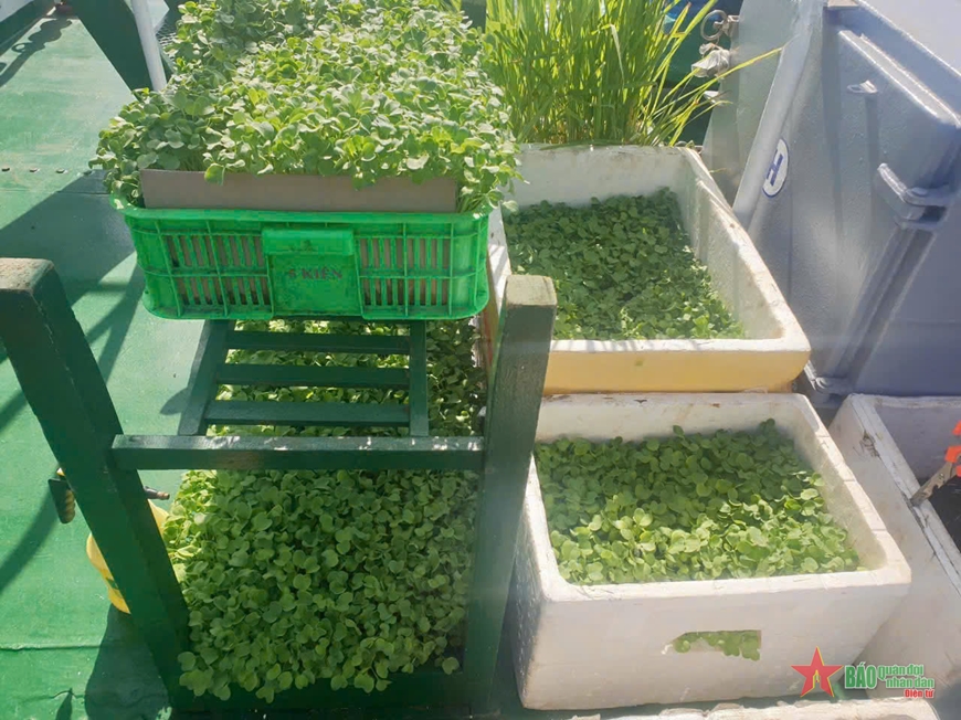 “Vườn rau mini” trên boong tàu Cảnh sát biển