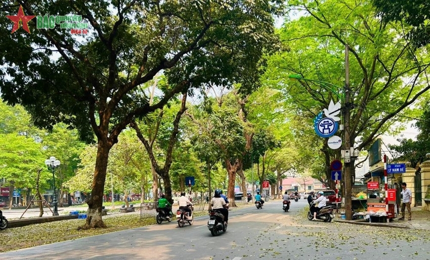 Chuyện trồng cây xanh trên phố