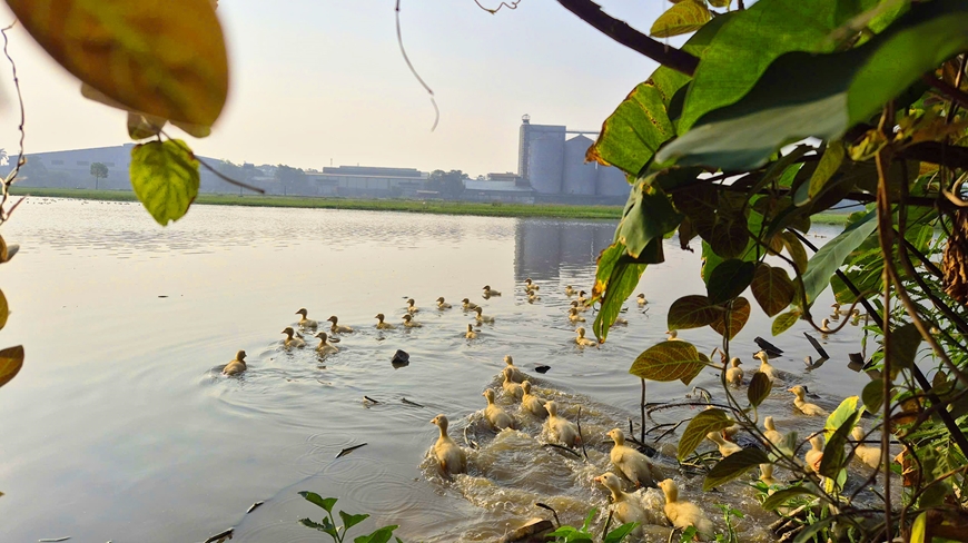 Yên bình cuộc sống ven đô Hà Nội