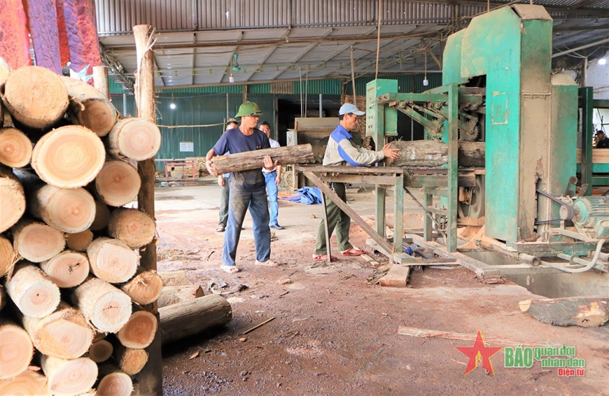 Nghệ An đầu tư trồng rừng gỗ lớn