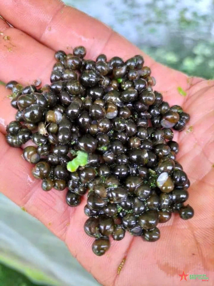 “Ốc nhồi 3 sao” trên vùng đất hoang