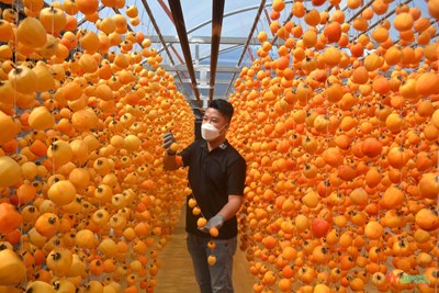 Gallery - 	Thương nhớ mùa hồng Đà Lạt