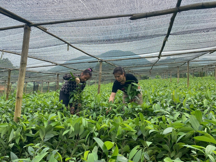 Nông thôn mới tại ATK Định Hóa - Bài 2: Quan tâm phát triển kinh tế, tạo sinh kế cho người dân (Tiếp theo và hết)