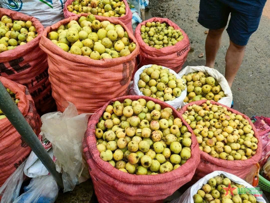 “Đại sứ OCOP” trên miền Tây Bắc