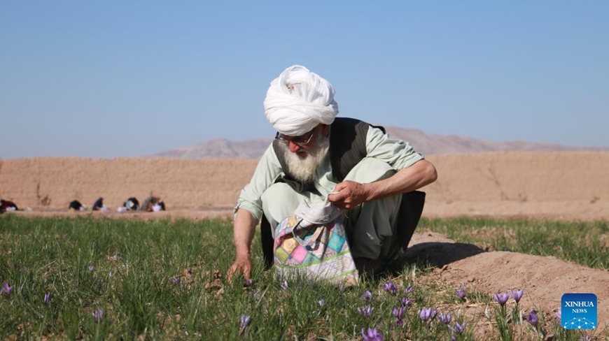 Trồng hoa nghệ tây giúp người Afghanistan cải thiện thu nhập
