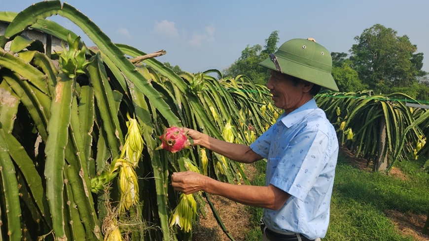 Thanh long ruột đỏ Lập Thạch vào vụ Tết