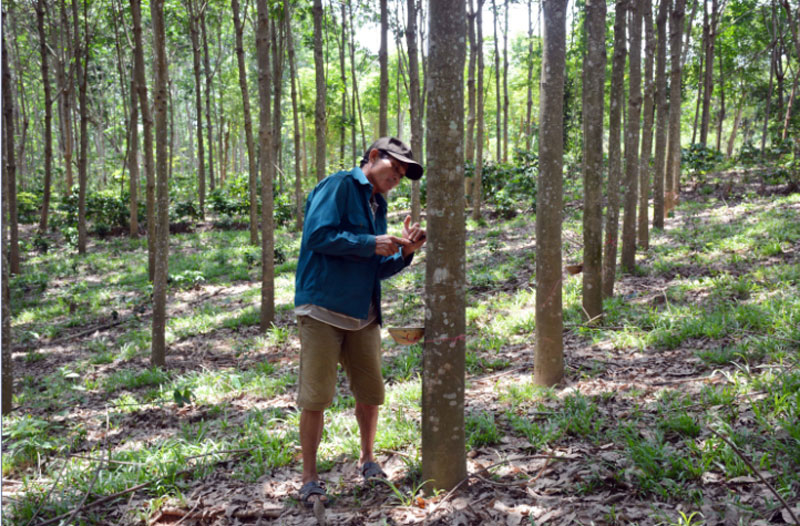 Xuất khẩu nông sản Việt Nam vào EU: Tuân thủ nghiêm quy định về chống phá rừng 