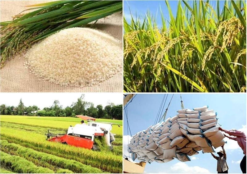 Xuất khẩu gạo đạt kỷ lục, vượt 5,3 tỷ USD