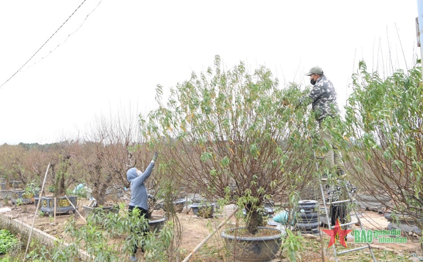 Chuẩn bị đào, quất phục vụ người dân dịp Tết