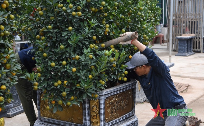 Chuẩn bị đào, quất phục vụ người dân dịp Tết